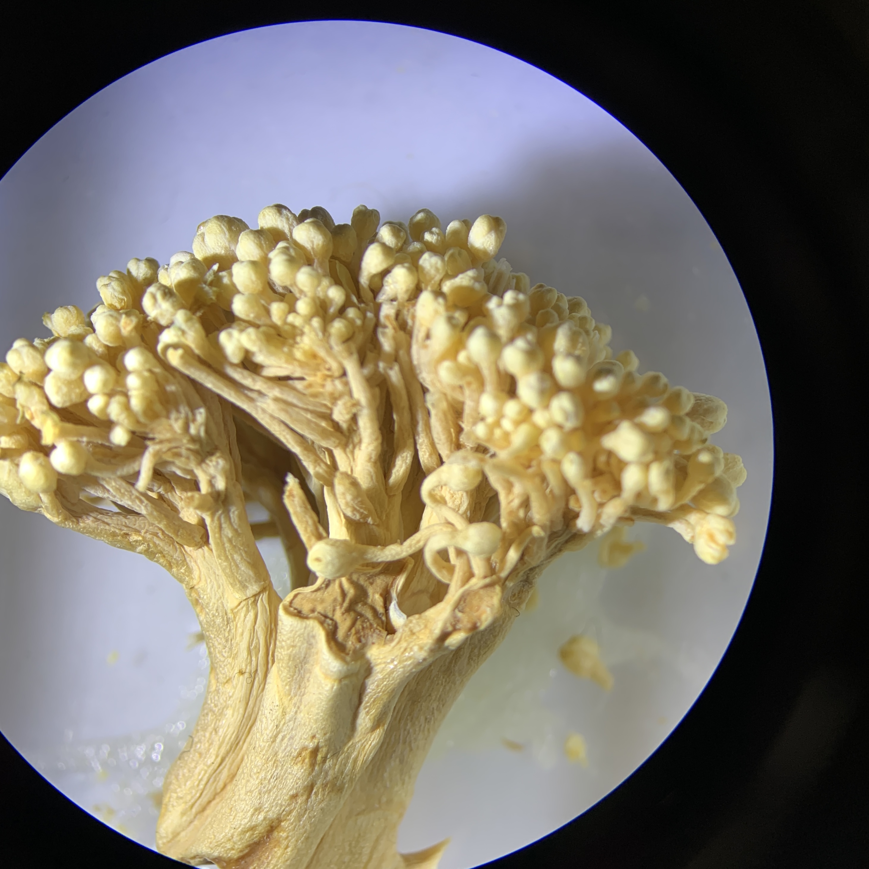 when i put a brocoli under the microscope