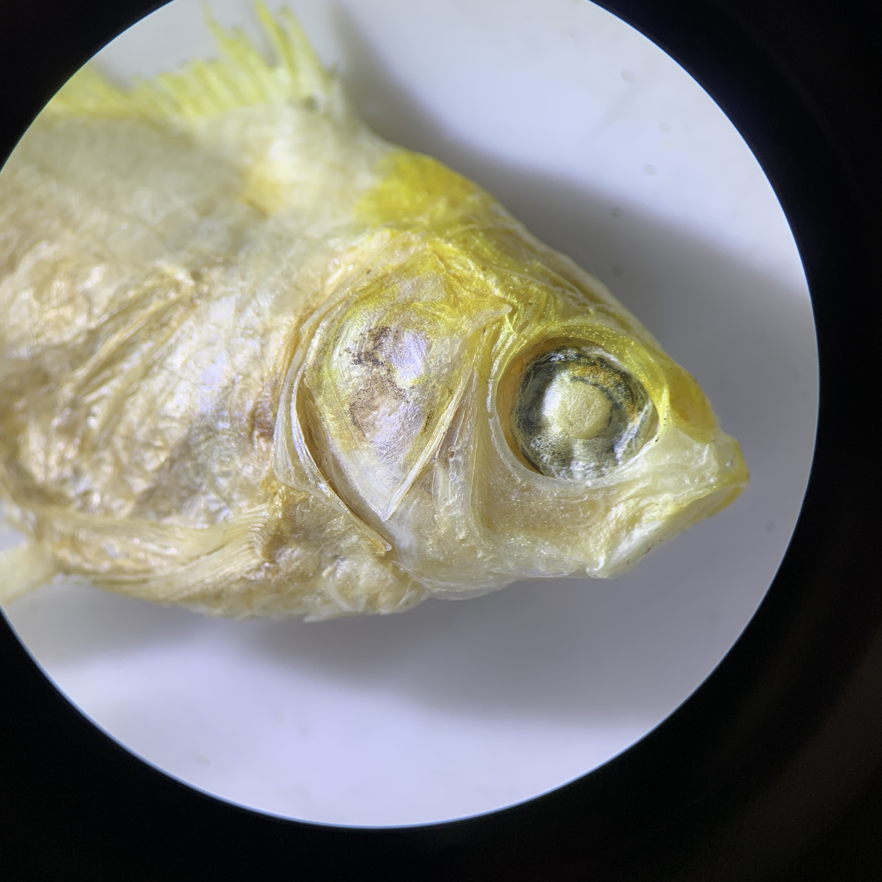when i put a dried fish under the microscope