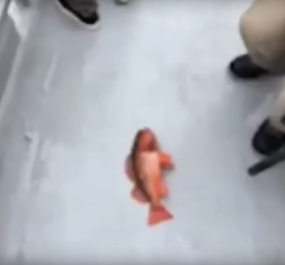 orange fish on the floor