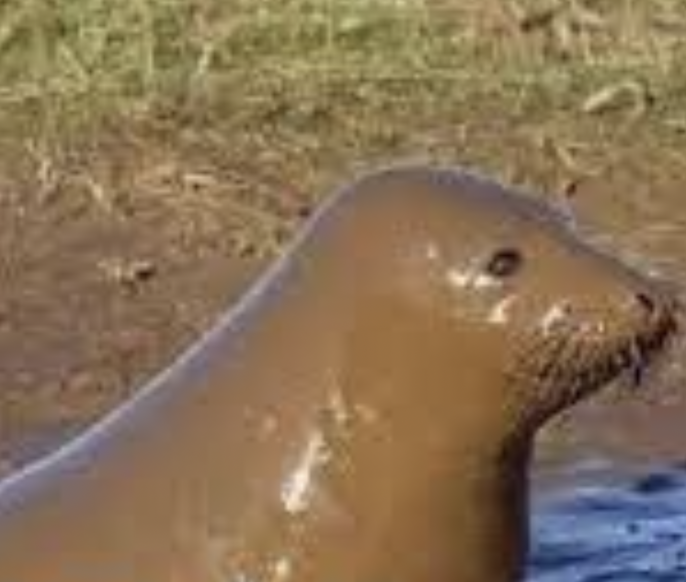 muddy seal