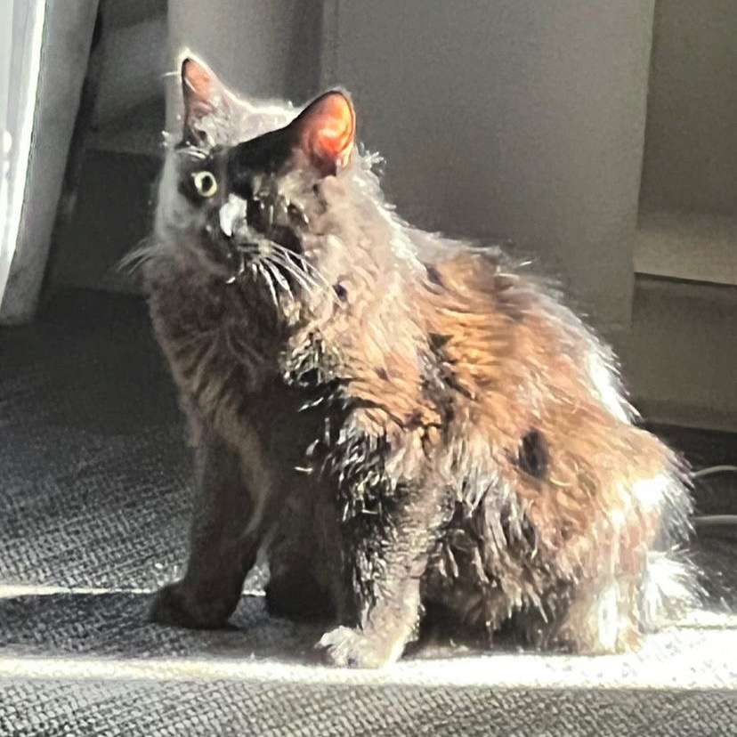 soop in sun