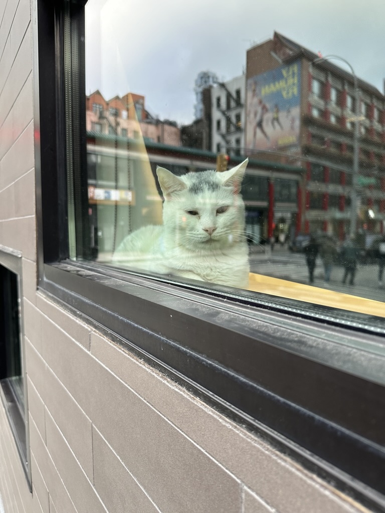 a cat sitting by the window